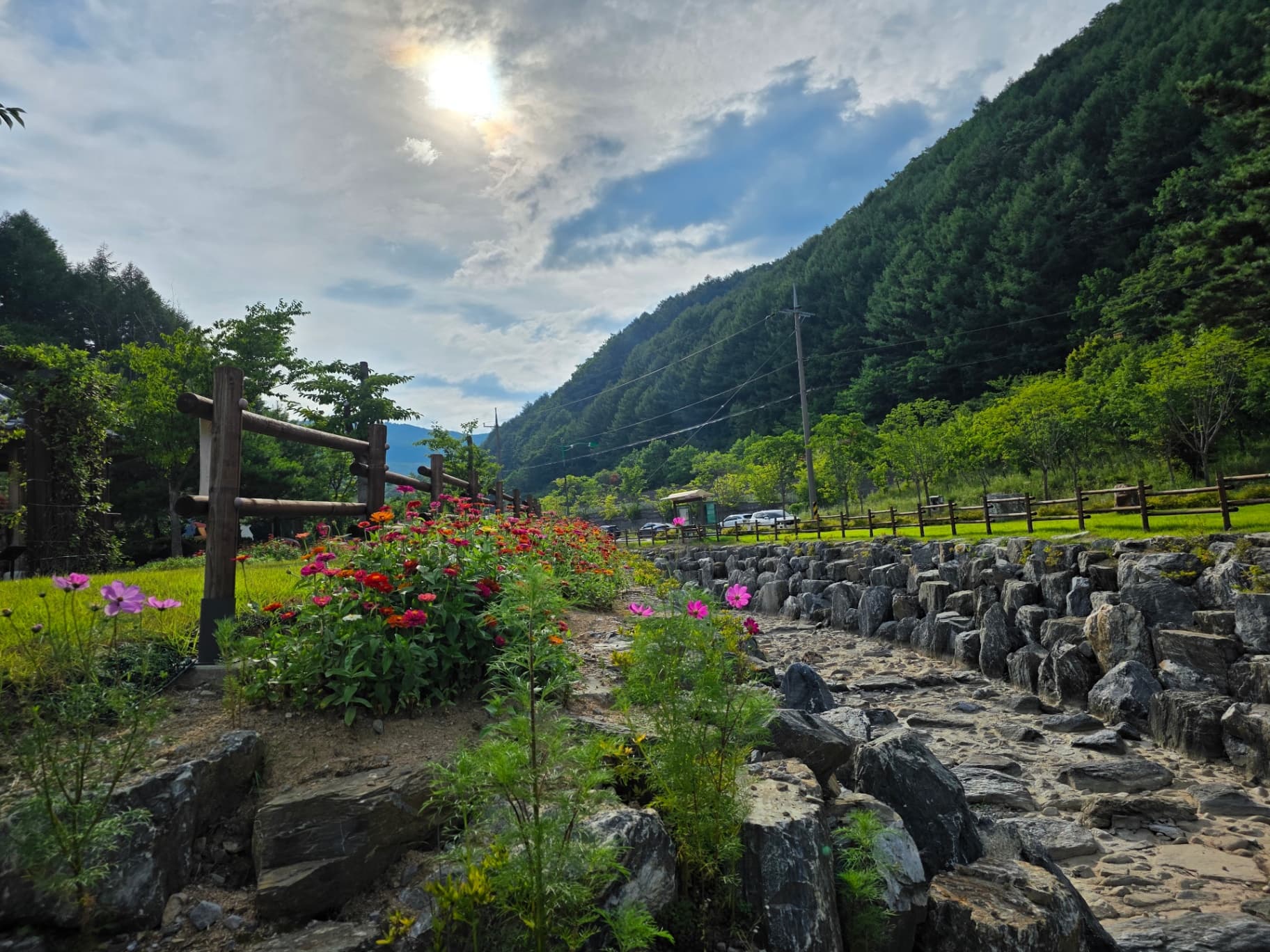태백시 삼수동, 숨은 명소‘백일홍 꽃밭’만개