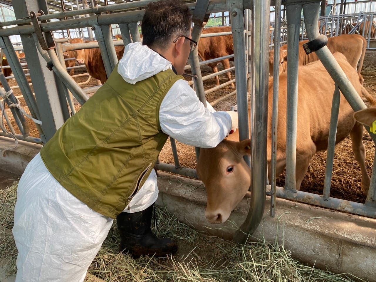 태백시, ‘2025년 하반기 구제역 백신 일제접종 실시’