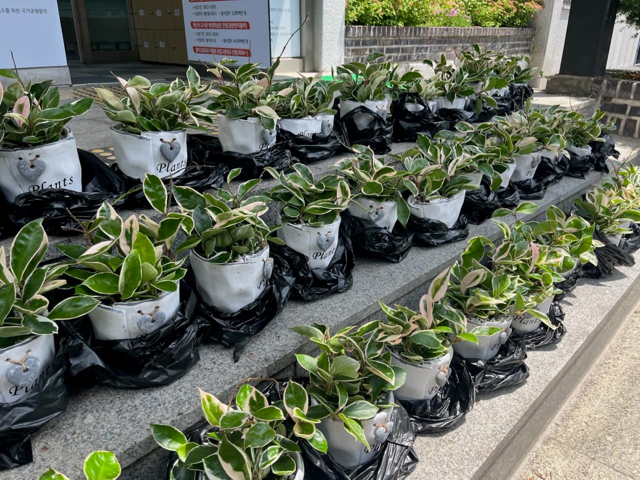 상장동 행정복지센터,
홀몸 어르신 대상 반려식물 키우기 지원사업 실시